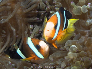 Clownfish by Rudy Janssen 